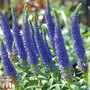 Veronica spicata 'Royal Candles'