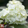 Viburnum plicatum f. tomentosum