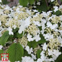 Viburnum plicatum f. tomentosum 'Mariesii'