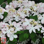 Viburnum plicatum f. tomentosum 'Pink Beauty'