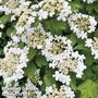 Viburnum opulus (Hedging)