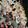 Viburnum tinus 'Eve Price'