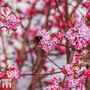 Viburnum x bodnantense 'Dawn'