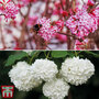 Viburnum Duo