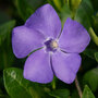 Vinca minor 'Bowles's Variety'