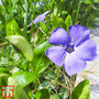 Vinca minor 'Bowles's Variety'