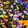 Viola 'Pot Pouri Mixed' - Seeds