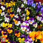 Viola 'Pot Pourri Mixed' - Seeds