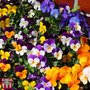 Viola 'Pot Pouri Mixed'