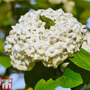 Viburnum x carlcephalum