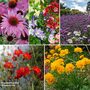 Perennial Cottage Garden Collection
