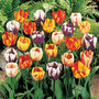 Tulip 'Rembrandt Mix'