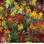 Wallflower 'Persian Carpet' - Seeds