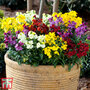 Wallflower 'Sugar Rush'