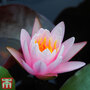 Water Lily Pink