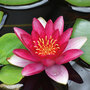 Water Lily (Red)