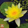 Water Lily (Yellow)