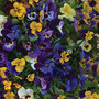 Viola (Pansy) 'Waterfall Mix'