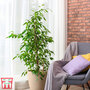 Weeping Fig - House Plant Seeds