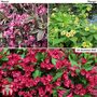 Weigela Summer Trio