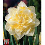 Narcissus 'White Lion'
