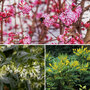 Winter Shrub Collection