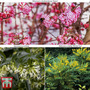 Winter Shrub Collection