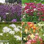 Wildlife Friendly Perennial Collection