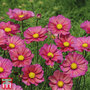 Cosmos bipinnatus 'Xsenia' - Seeds