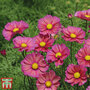 Cosmos bipinnatus 'Xsenia' - Seeds