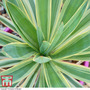 Yucca filamentosa 'Bright Edge'