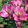 Alstroemeria 'Summer Saint'