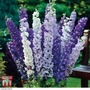 Delphinium 'Mixed'