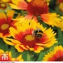 Gaillardia 'Arizona Sun'