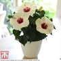 Hibiscus Adonicus