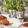 Herb Trio Grow Kit - Gift