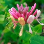 Honeysuckle 'Serotina'