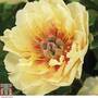 Peony 'Garden Treasure'