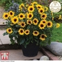 Sunflower SunBelievable™ 'Brown Eyed Girl'