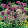 Allium 'Lover's Collection'