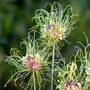Allium 'Hair'