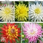 Dahlia 'Cactus Collection' 5 or 10 Plants