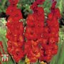 Gladiolus 'Brown Sugar'