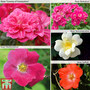 Nurserymans Choice Rose Ground Cover Mix