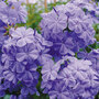 Plumbago auriculata