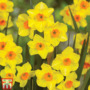 Narcissus Martinette