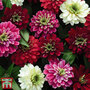 Zinnia marylandica 'Zahara Double Berries Mix' - Seeds