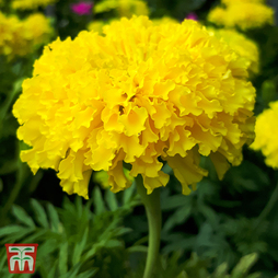 Marigold 'Discovery Yellow' F1 Hybrid - Seeds
