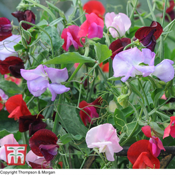 Sweet Pea 'Antique Fantasy Mixed' - Seeds
