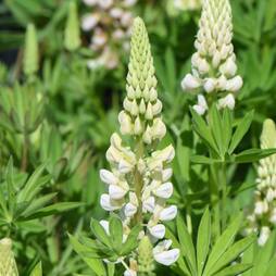 Lupin Gallery White